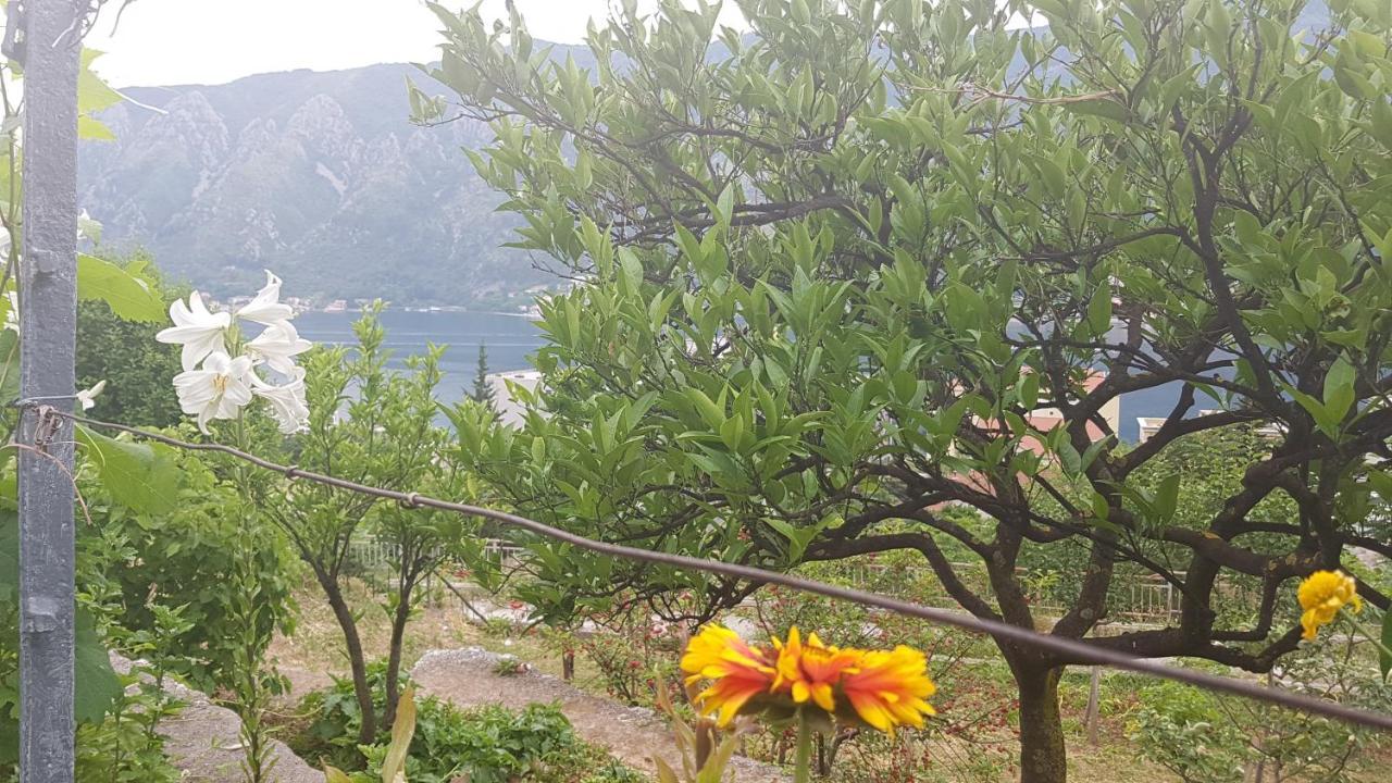 Apartment Jelena Kotor Exteriör bild